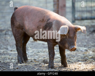 Graticcio rosso hog (Sus scrofa domesticus) in piedi nel maiale sty. Foto Stock