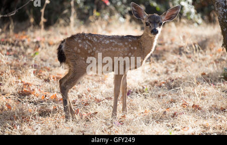 Nero-Tailed Deer (Odocoileus hemionus) capretta Foto Stock