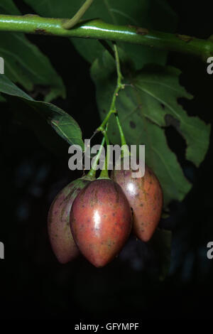 Frutto del pomodoro tree (tamarillo, Solanum betaceum) nel loro albero Foto Stock