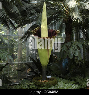 Washington, DC, Stati Uniti d'America. 2 agosto, 2016. Un titan arum (noto anche come amorphophallus titanum o il cadavere fiore) visto poco dopo che fiorì in gli Stati Uniti Giardino Botanico del conservatorio di Washington, DC, agosto 2nd, 2016. Si è detto di essere il più grande non ramificato infiorescenza nel regno vegetale. Questa è la prima fioritura di questa particolare pianta, che è di sei anni. Si erge su sette metri di altezza. © Evan Golub/ZUMA filo/Alamy Live News Foto Stock