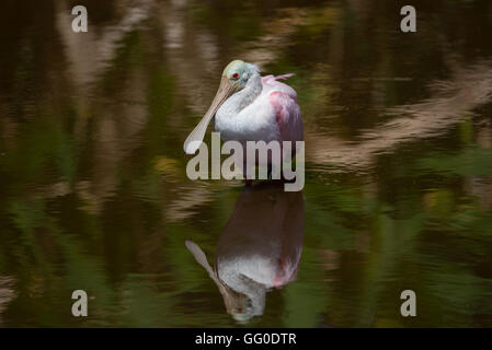 Roseate spoonbill con la sua riflessione nel lago Foto Stock