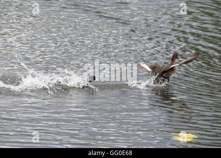 La folaga (fulica atra) essendo molto territoriale e a caccia di un anatra tufted Foto Stock