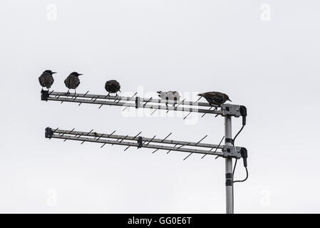 Un piccolo gregge di Starlings su un'antenna televisiva Foto Stock