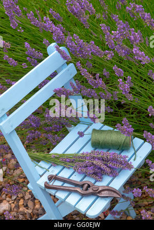 Confine di lavanda Hidcote varietà nel giardino cottage Foto Stock