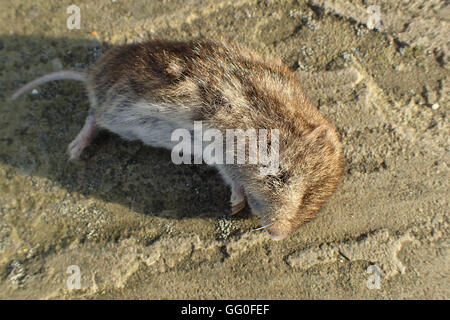 Campo morto vole (Microtus agrestis) su una pavimentazione di pietra calcarea lastra Foto Stock