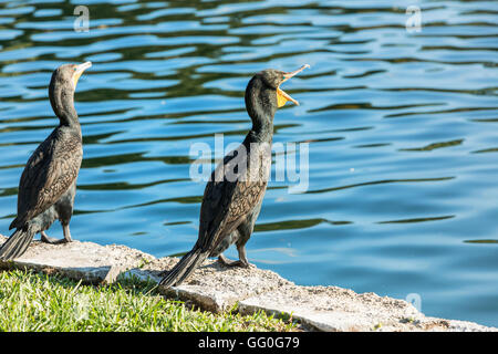 Cormorani sul Lake Eola, Orlando, Florida, Stati Uniti d'America Foto Stock