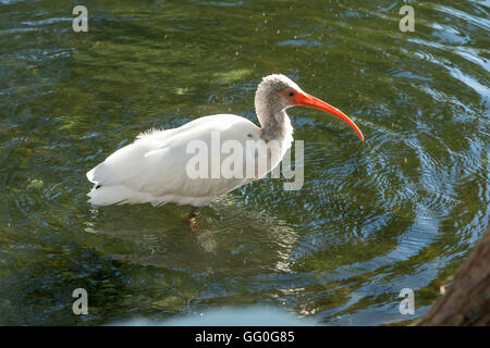 Gli animali della fauna selvatica - aironi bianchi su Lake Eola, Orlando, Florida Foto Stock
