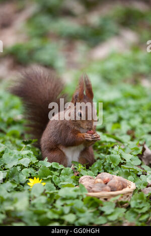Piccolo scoiattolo (Sciurus vulgaris) mangiando un dado in un parco Foto Stock