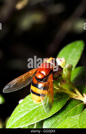 Hornet mimare hoverfly (Volucella zonaria) - Italia Foto Stock