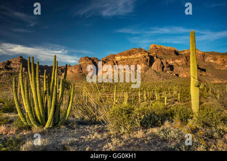 Organo tubo cactus, Diablo Montagne, Ajo Mountain Drive, tramonto, deserto di sonora, Organ Pipe Cactus National Monument, Arizona Foto Stock