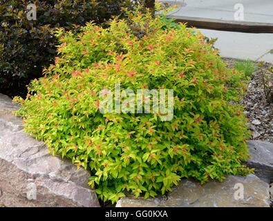 Goldflame Spirea è un compatto, sagomata di Arbusti decidui Foto Stock