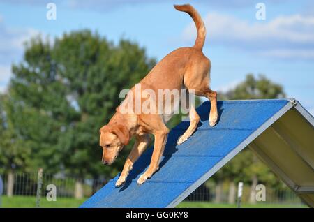 Giallo Labrador Retriever su un telaio in corrispondenza del cane prova di agilità Foto Stock