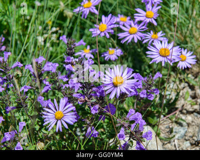 Viola margherite e altri fiori selvatici nelle Alpi, Svizzera Foto Stock