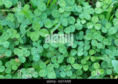 Foglie di Trifolium repens noto anche come trifoglio bianco in frame completo Foto Stock