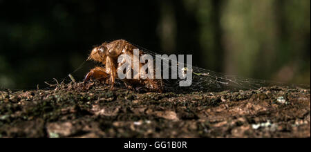 Cicala esoscheletro sulla corteccia di un albero. Essa sembra voler sfuggire dalle ragnatele Foto Stock