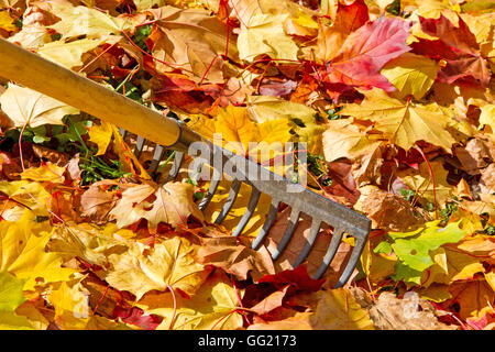 Lavorando con un rastrello nel giardino autunnale Foto Stock