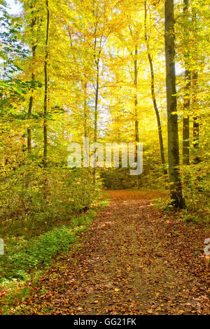 Percorso natura in un autunno di forrest Foto Stock