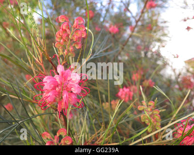 Fiore rosa di Grevillea 'l'Eleganza', un australiano vegetale nativo, trovati in Andalusia Foto Stock