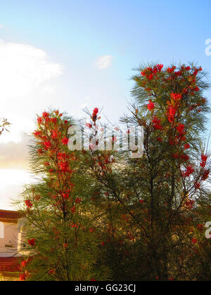 Rosa / rosso fiore di Grevillea 'l'Eleganza', un australiano vegetale nativo, trovati in Andalusia Foto Stock