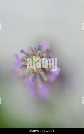 Le api in giardino su piante di lavanda Foto Stock