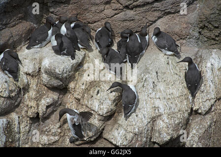 Colonia di nidificazione di uccelli marini, comune Guillemots si aggrappano alle scogliere sul mare vicino a Peterhead, Aberdeenshire. SCO 11,115. Foto Stock