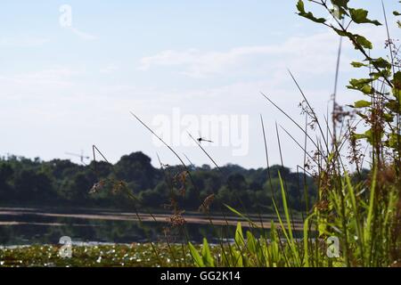 Una libellula nei pressi di un laghetto. Foto Stock