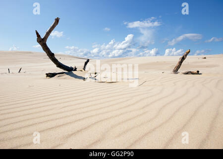 Dune in movimento nel Parco Nazionale di Slowinski, Polonia Foto Stock