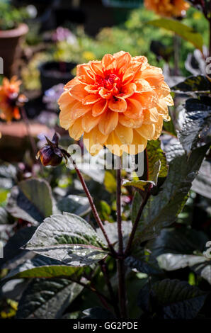 Dahlia David Howard in flowerafter una doccia di pioggia Foto Stock