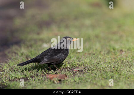 Merlo; Turdus merula maschio singolo su terra Cornwall, Regno Unito Foto Stock