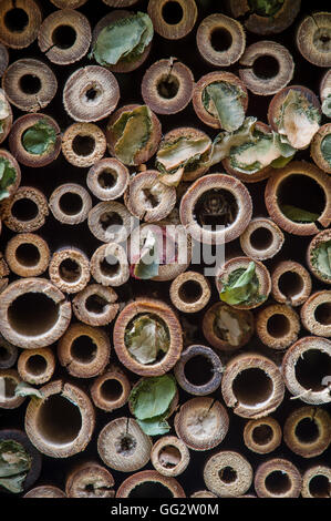 Leafcutter bee nidifica in tubi di bambù. Foto Stock