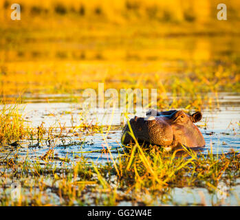 Ippopotamo o ippona nel fiume Chobe nel Chobe National Park, Botswana, Africa Foto Stock