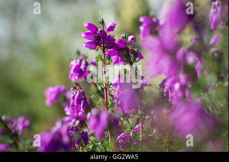 Wild erica (Erica) fioritura su Dartmoor Devon, Regno Unito. Foto Stock