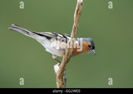 Un maschio (fringuello Fringilla coelebs) arroccato e isolato contro lo sfondo pulito, a Ardnamurchan peninsula, Scotland, Regno Unito Foto Stock