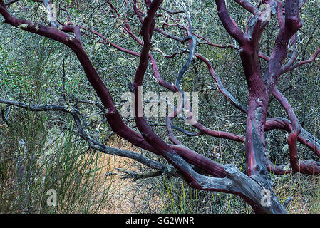 Struttura Manzantia situato foresta pietrificata California settentrionale Foto Stock