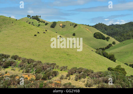 Pascolo Northland campagna NZ Foto Stock