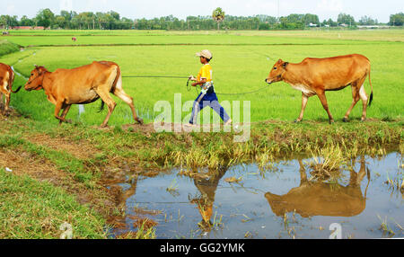 Asian il lavoro minorile tendono mucca sul riso piantagione, OX, ragazzo riflettere sull'acqua, i bambini lavorano in vietnamita campagna scadente Foto Stock