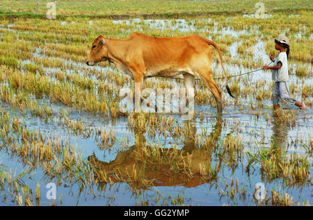 Asian il lavoro minorile tendono mucca sul riso piantagione, OX, ragazzo riflettere sull'acqua, i bambini lavorano in vietnamita campagna scadente Foto Stock