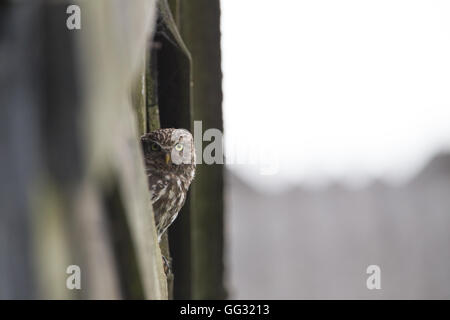 Civetta (Athene noctua) appollaiato su un fienile in legno, ad una fattoria in Worcestershire, Inghilterra, Regno Unito. Foto Stock