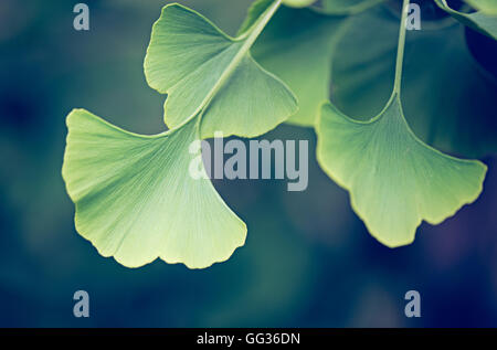 Ginkgo Biloba foglie verdi che cresce a Kew Botanical Gardens a Londra Foto Stock