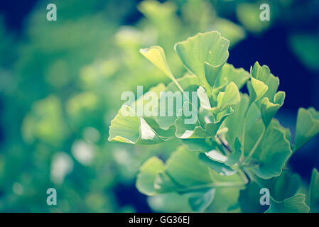 Ginkgo Biloba foglie verdi ramo di albero che cresce a Kew Botanical Gardens a Londra Foto Stock