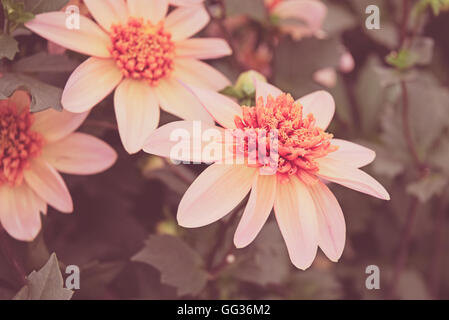 Dahlia totalmente Tangerine ibrido a Hampton Court Flower Show in Surrey. Foto Stock