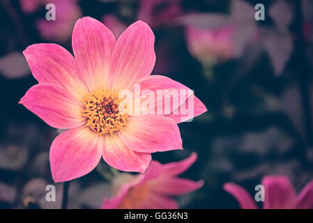 Twyning Dahlia's Revel dalia hybrid rosa petalo fiore a Hampton Court Flower Show in Surrey. Foto Stock