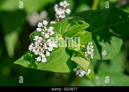 Il grano saraceno (Fagopyrum esculentum) in fiore in estate Foto Stock