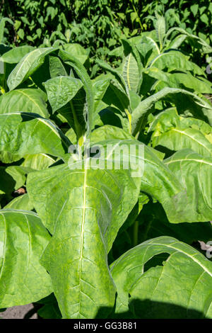 Aztec / tabacco tabacco selvatico (Nicotiana rustica) piante nel campo Foto Stock