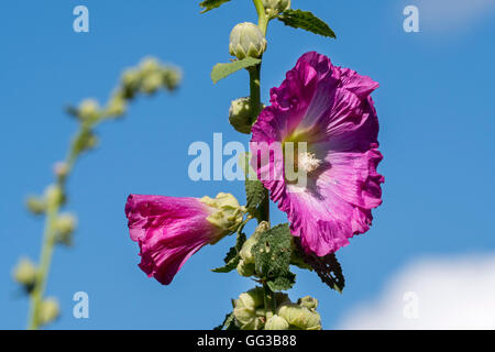 Hollyhock comune (Alcea rosea / Althaea rosea) in fiore Foto Stock