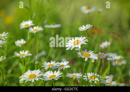 White Shasta fiori a margherita Leucanthemum superbum Foto Stock