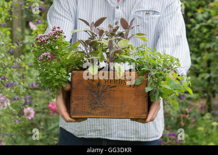 Giardiniere tenendo un legno piantatrice di erbe contenenti banana menta, purple sage e maggiorana compatto Foto Stock