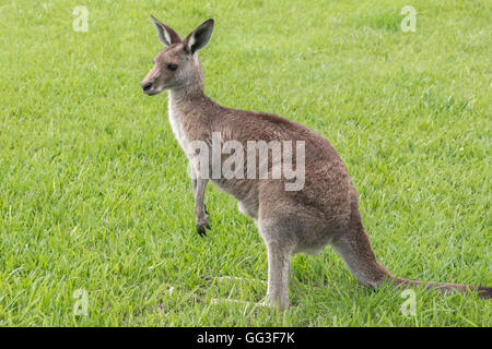 Grigio orientale canguro, Macropus giganteus, fotografato in un semi-urbana impostazione, sud del Queensland, Australia. Foto Stock