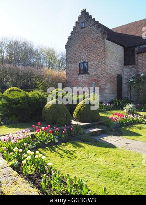 Chenies Manor sunken giardino può sunshine con tulipani retroilluminato, ombre sul prato; ad un angolo dal vecchio padiglione con topiaria da. Foto Stock