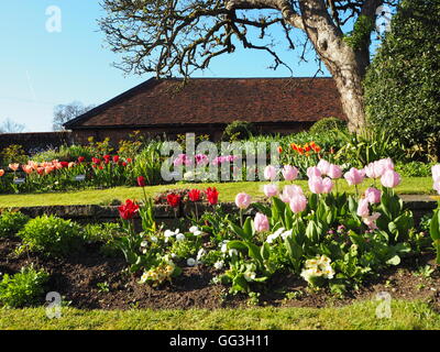 Chenies Manor sunken garden a tulip time; sala da tè, cielo blu e melo che mostra righe di tulipani e percorso erboso nella luce del sole. Foto Stock